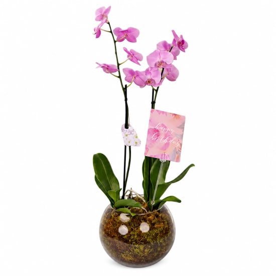 Birthday Orchid Plant In Glass Fish Bowl - Deluxe