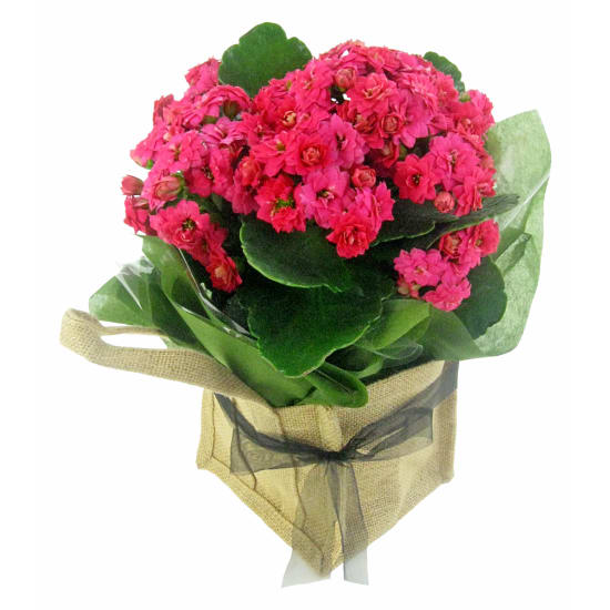  Hot Pink Kalanchoe  - Standard
