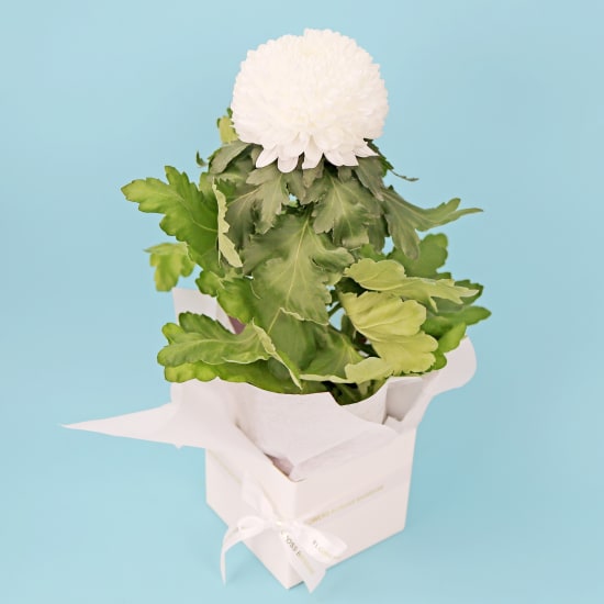 Elegant Petals For Mum - Standard