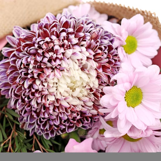 Little Lilac Fantasy - Standard