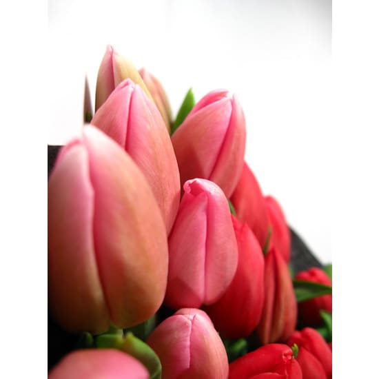 Red Tulip Bunch - Premium