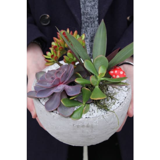 Little Oasis Planter - Standard