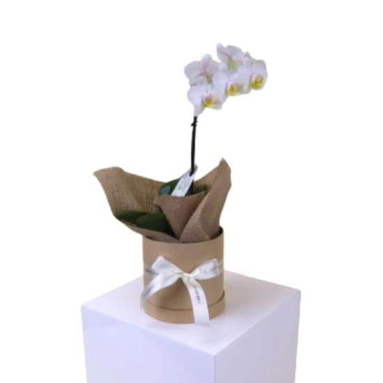 Blooming Beauty Hat Box - Standard