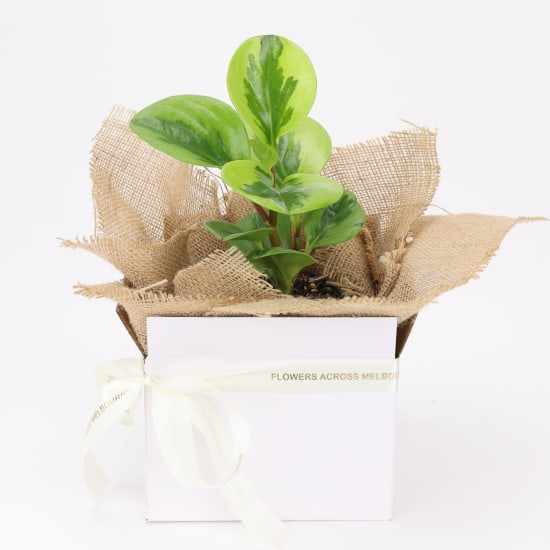 Peperomia Lemon Lime - Standard