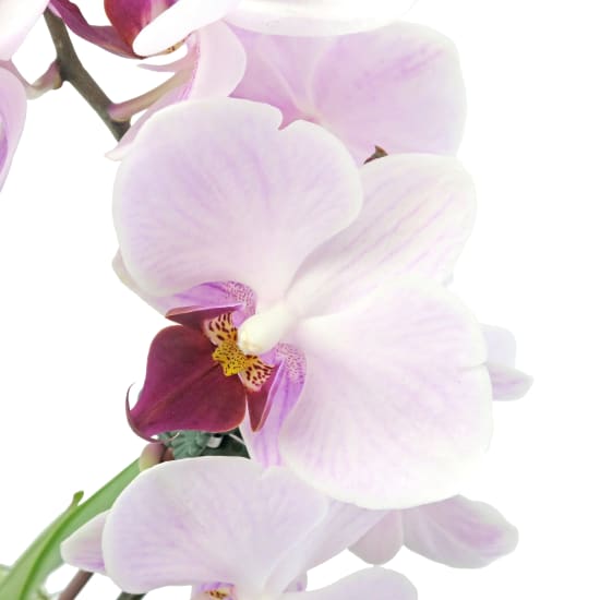 Phalaenopsis Vase   Cube - Standard