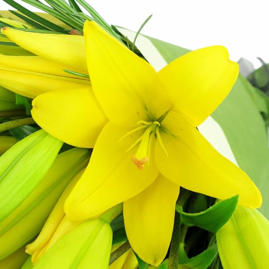 Yellow Lily Bunch - Premium