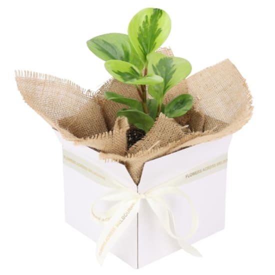 Peperomia Lemon Lime - Standard