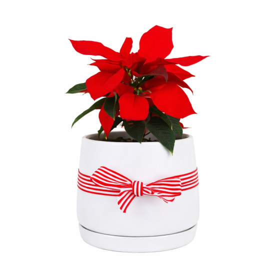 Poinsettia In Ceramic Pot - Standard
