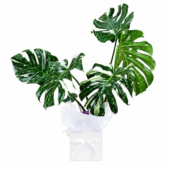 Variegated Monstera Plant - Standard