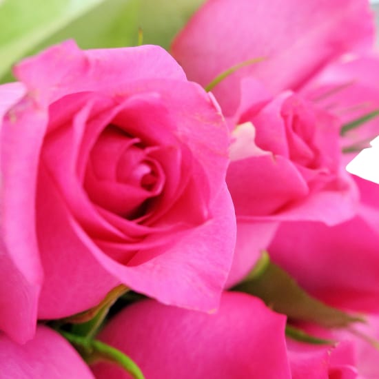 Pink Rose Bouquet - 24 Roses (Two Dozen)