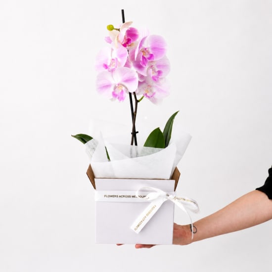 Orchid Elegance Box - Standard