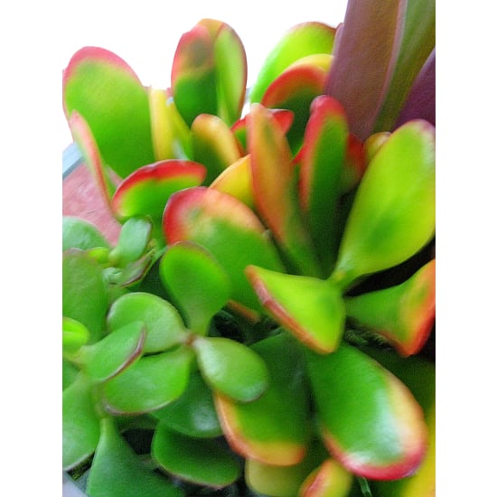 Now You See Me Succulent - Standard