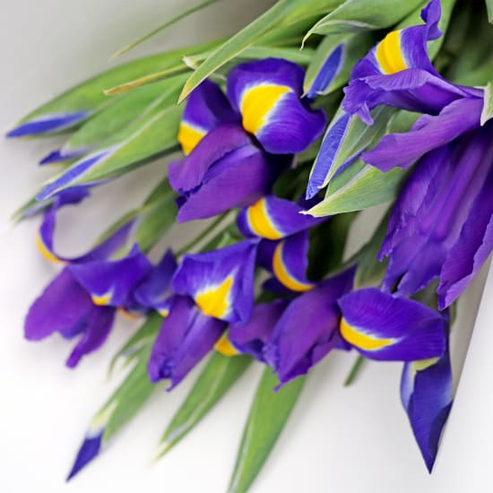 Blue Iris Flower Bouquet - Deluxe (view 4 of 7)
