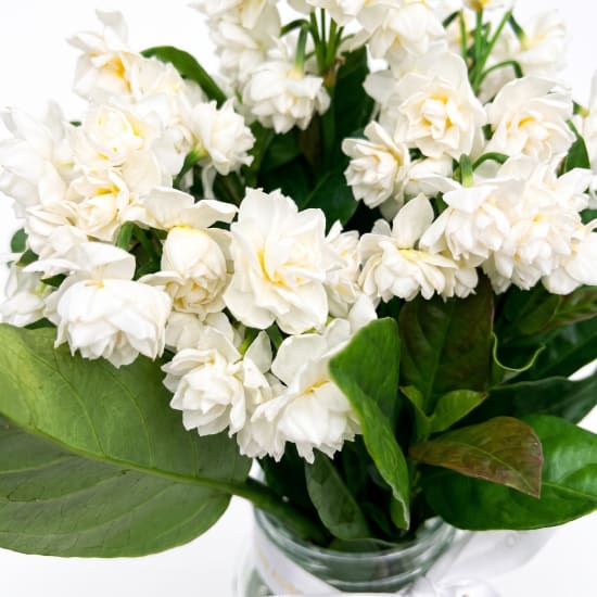 Sweet Jonquil Jar - Standard (view 4 of 4)