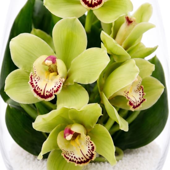 Beauty Beheld Cymbidium Orchid Vase - Standard (view 4 of 4)