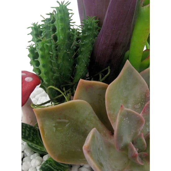 Little Oasis Planter - Standard
