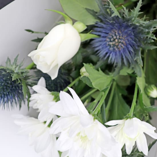 Seaholly Serenade - Standard