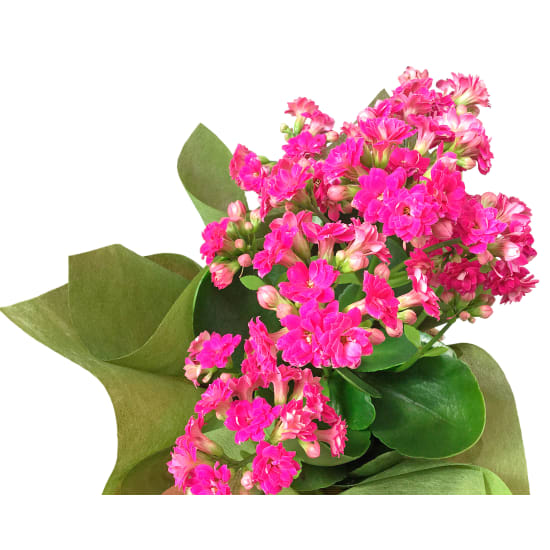 Captivating Kalanchoe Plant - Standard