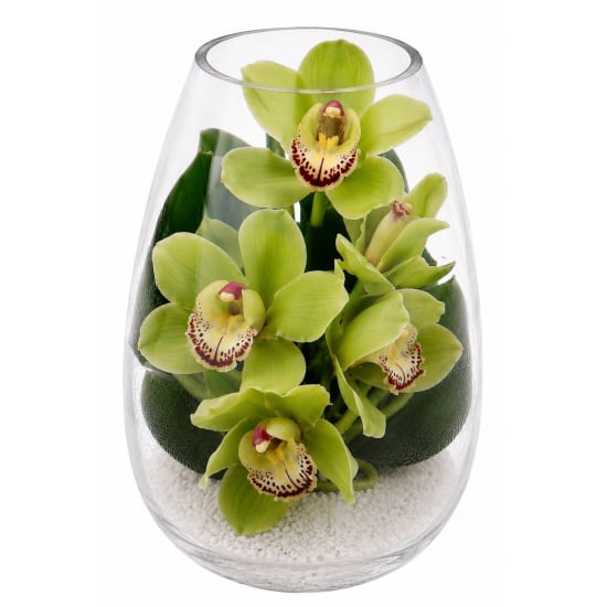 Beauty Beheld Cymbidium Orchid Vase - Standard
