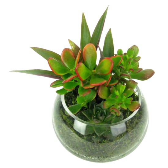 Now You See Me Succulent - Standard