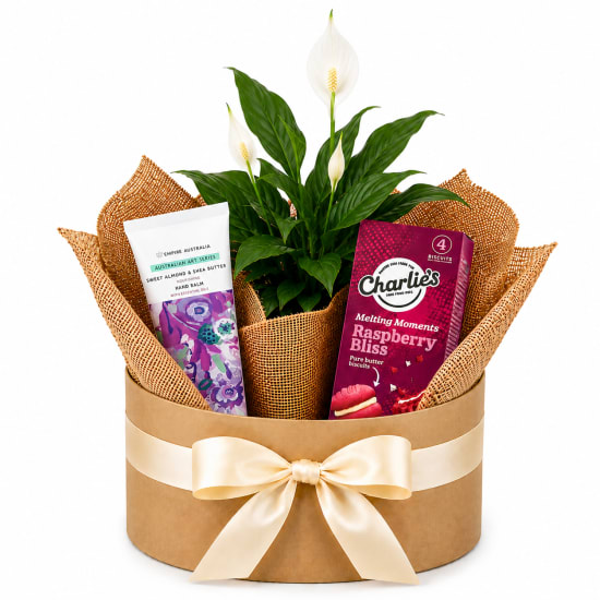 🤍🌸 Peaceful Bliss Plant Hamper 🌸🤍 - Standard