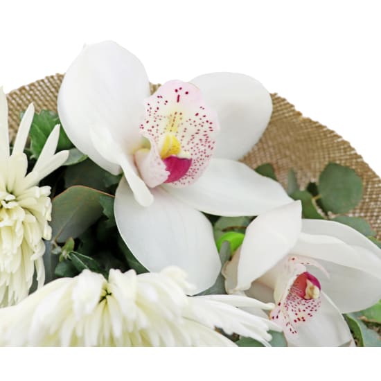 Moonlit Garden - Deluxe