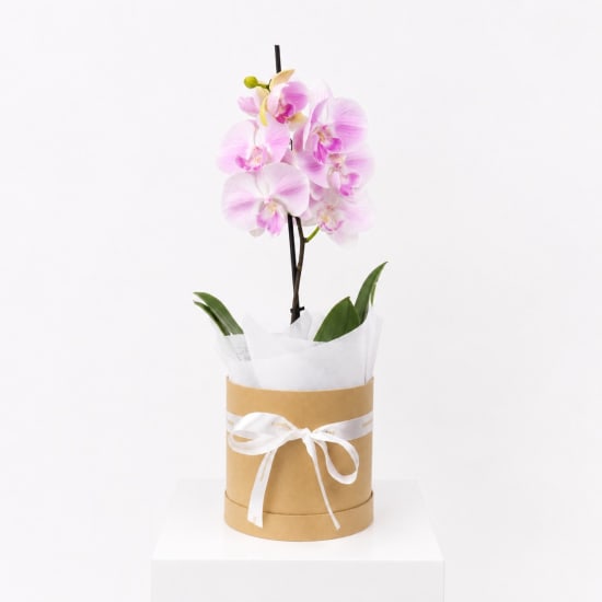 Graceful Orchid Plant - Standard
