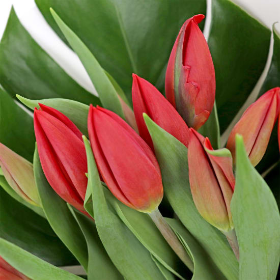 Red Tulip Bunch - Standard