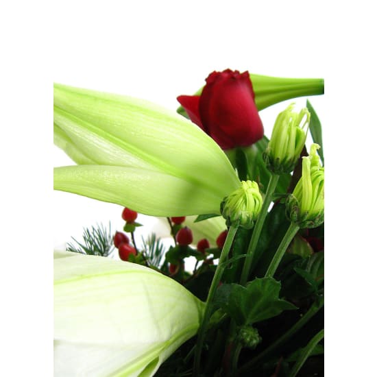 Festive Cheer - Standard