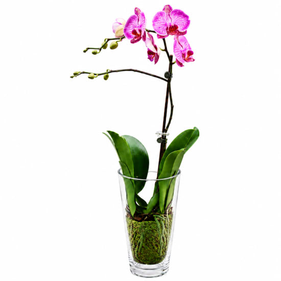 Soaring Orchid Colour - Standard