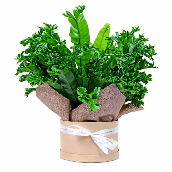 Woodland Nest Hat Box - Standard