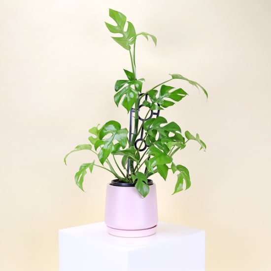 Mini Monstera Plant In Ceramic Pot - Standard