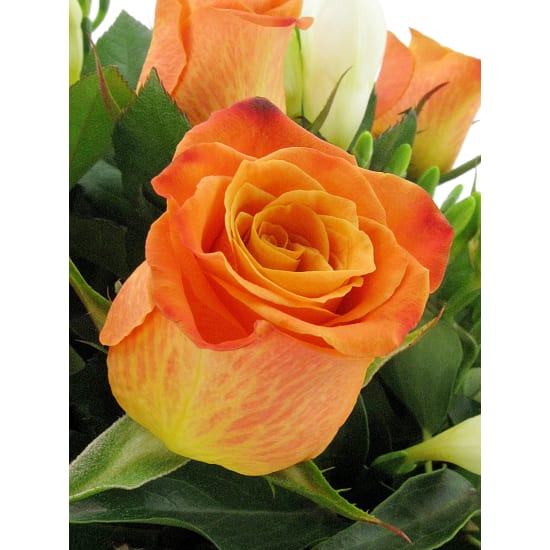 Roses And Freesias Vase - Standard