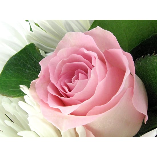 Isn't She Lovely - Standard