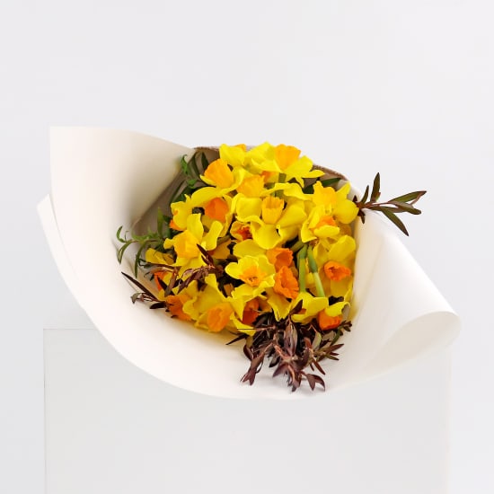 Little Jonquils - Standard