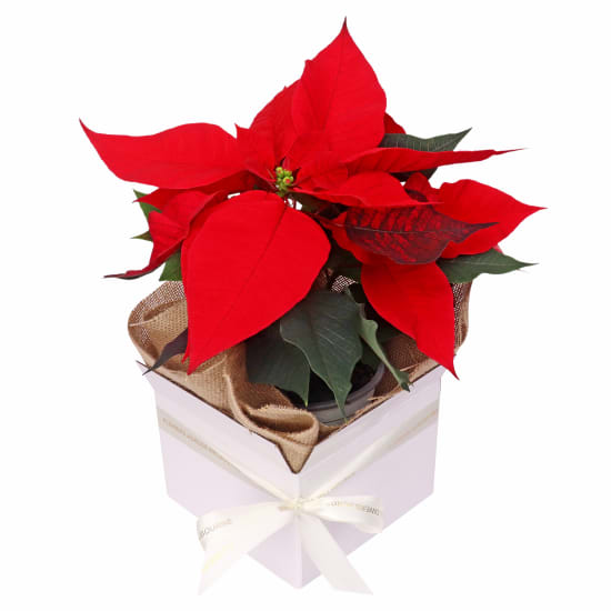 Gift Boxed Poinsettia - Standard
