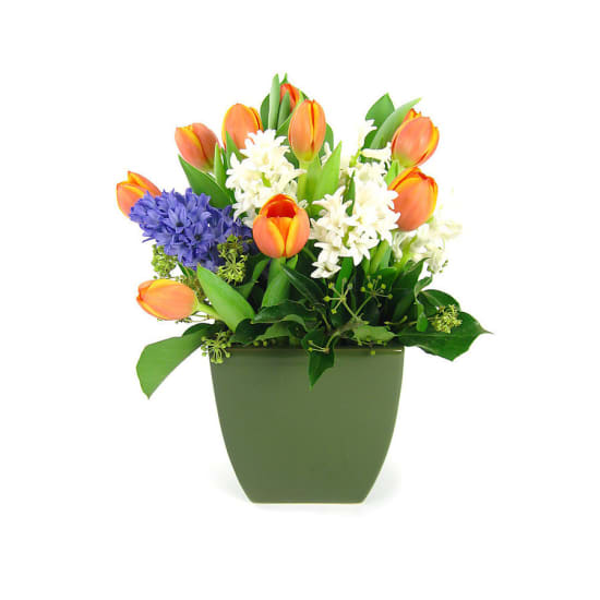 Splendour - Standard