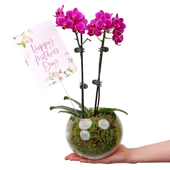 Happy Mothers Day Orchid Fishbowl - Standard