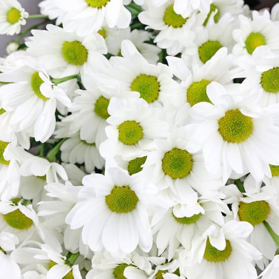 White Chrysanthemum Bunch - Deluxe