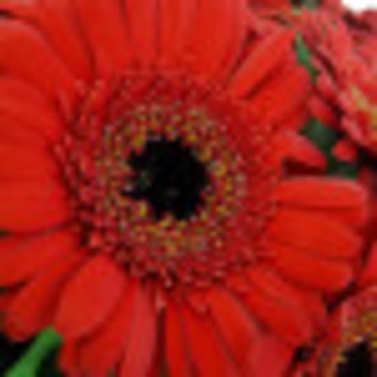 Daisy Chain Wreath - Standard