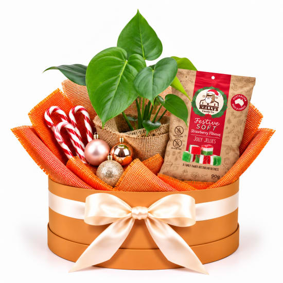 🌿🍬 Monstera & Festive Sweets Plant Hamper 🍬🌿 - Standard