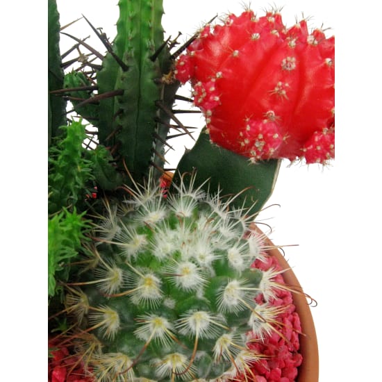 Cacti Garden - Standard