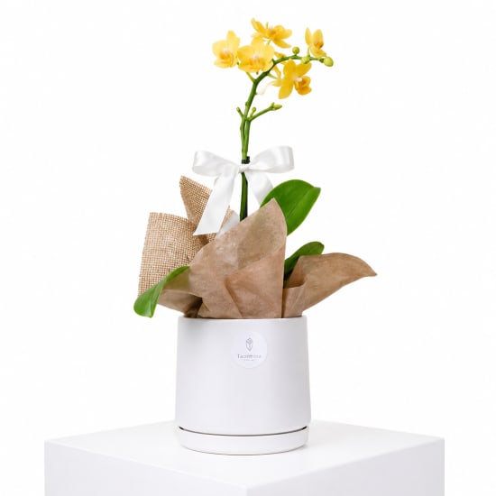 Dainty Pot Of Orchid Beauty - Standard