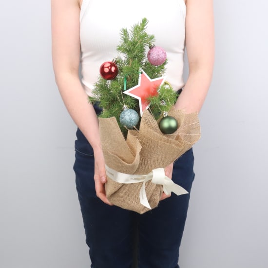 Living Potted Christmas Tree - Premium