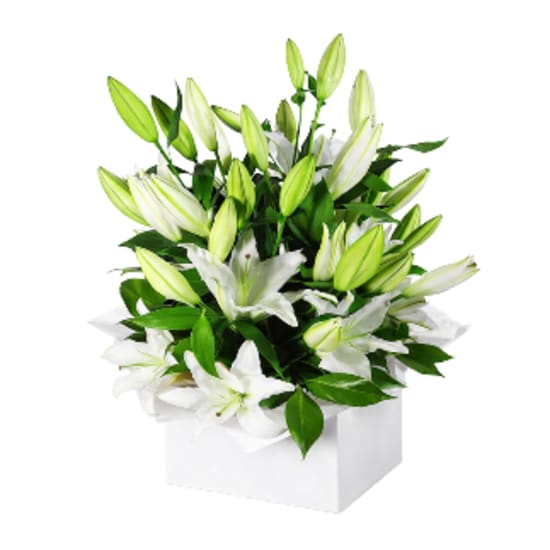Pure Elegance White Lily Flower Box - Premium