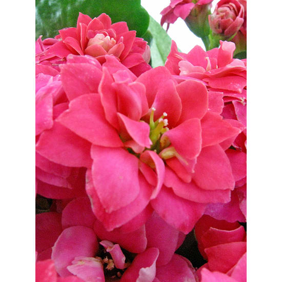  Hot Pink Kalanchoe  - Standard