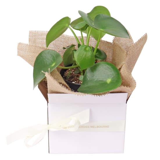 Peperomia - Polobotrya - Standard