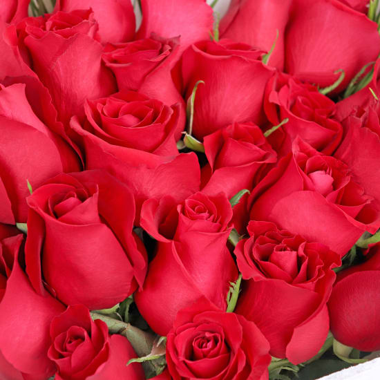 Valentine's 24 Red Rose Bouquet - 24 Roses(Two Dozen)
