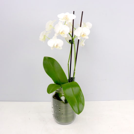 Phalaenopsis Mason Jar - Standard