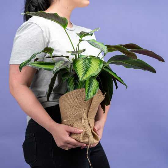 Calathea Beauty Star Plant - Standard